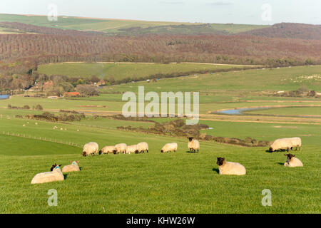 Suffolk Schafe im Feld, Seaford Head Nature Reserve, Seaford, East Sussex, England, Vereinigtes Königreich Stockfoto