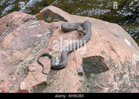 Northern Wasser Schlange auf dem Seeufer rock on Lake George in Killarney Provincial Park in Ontario sonnt Stockfoto