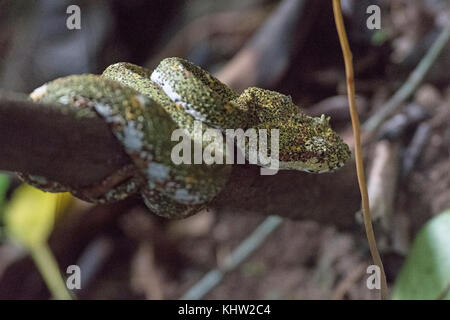 Wimpern Viper im mistico Arenal Cloud forest in Costa Rica Stockfoto