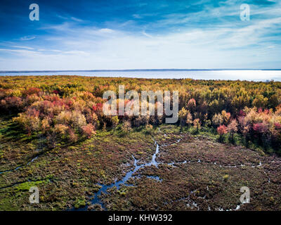 Luftaufnahme über Wald und Moor in lebhaften Farben des Herbstes Stockfoto