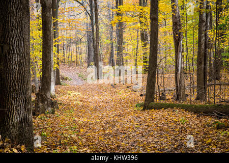 Wandern in den Wald während der lebhaften Farben des Herbstes Stockfoto