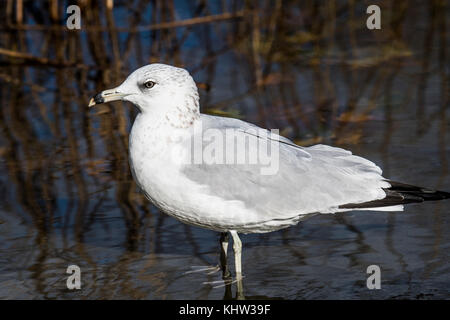 Ring-billed Gull ruht auf Ufer Stockfoto