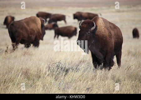 Wilde Büffel auf der Great Plains in Colorado Stockfoto