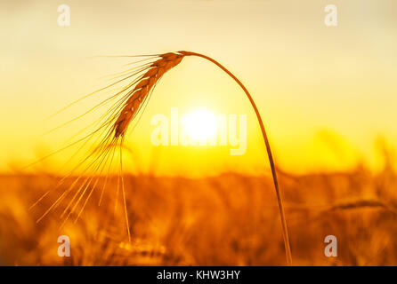 Goldene Ernte auf dem Feld. sonnenuntergangszeit. Stockfoto