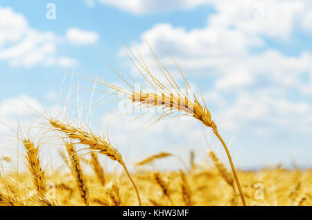 Goldene Ernte auf dem Feld. Soft Focus Stockfoto