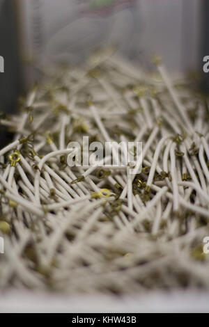 Tiefenschärfe Schuß von Drähten Stockfoto