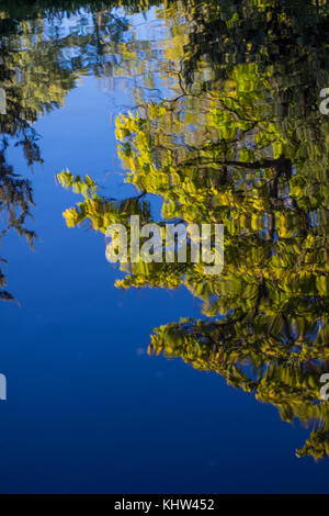 Bäume wider abstrakt im Pool. Stockfoto