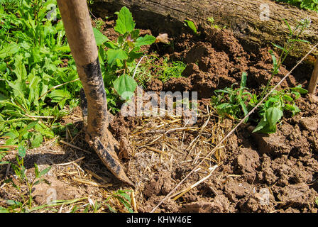 Der Prozess der graben den Boden mit der Schaufel in den Garten vor dem Einpflanzen der Kartoffeln Stockfoto