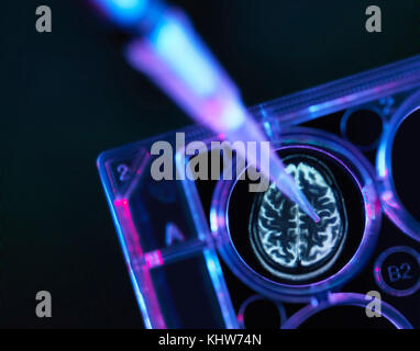 Alzheimer und Demenz Forschung, ein Gehirn-Scan in Multi-Well-Tablett für Forschungsexperimente im Labor verwendet Stockfoto