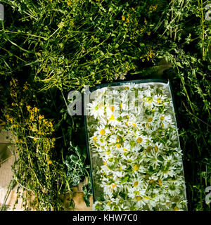 Box von frisch gepflückten Blumen, Ansicht von oben, Ural, Gebiet Swerdlowsk, Rußland, Europa Stockfoto