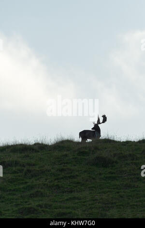 Ein männlicher, Buck, Damwild (Dama Dama, cervidae) auf einem Hügel während der Brunftzeit. Stockfoto