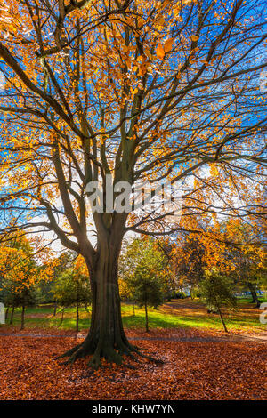 Sonnige Herbst Wetter in Abington Park, Northampton. Stockfoto