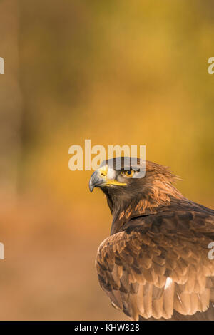 Golden Eagle, Aquila Chrysaetos, mit den Farben der späten Herbst im Hintergrund, Nahaufnahme, Porträt von Kopf und Oberkörper, goldene diffusen Hintergrund Stockfoto