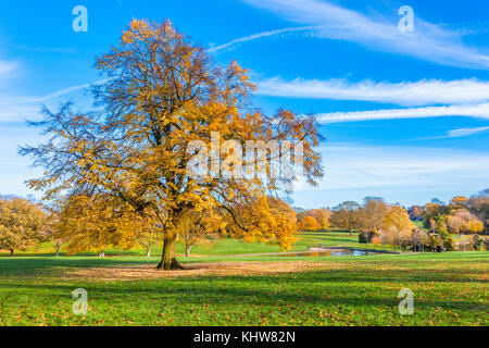 Sonnige Herbst Wetter in Abington Park, Northampton. Stockfoto