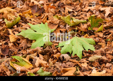 Sycamore, Acer pseudoplatarus (aceraceae) und Eiche. Quercus (Fagaceae) ropbur Blätter auf dem Boden im Herbst, Abington Park, Northampton, Stockfoto