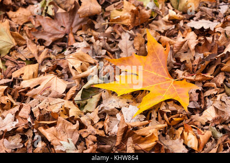 Sycamore, Acer pseudoplatarus (aceraceae) und Eiche. Quercus (Fagaceae) ropbur Blätter auf dem Boden im Herbst, Abington Park, Northampton, Stockfoto