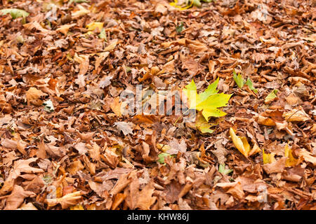 Sycamore, Acer pseudoplatarus (aceraceae) und Eiche. Quercus (Fagaceae) ropbur Blätter auf dem Boden im Herbst, Abington Park, Northampton, Stockfoto