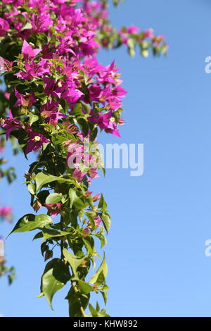 Rosa Blume im Himmel Stockfoto