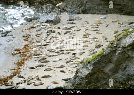 Godrevy bay Cornwall november 2017 - graue Dichtungen auf der geschützten Strand bei Mutton Cove, wo Sie an Land kommen zu mausern und ihre Nahrung Foto digest Stockfoto