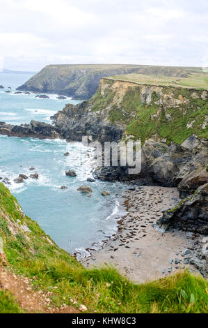 Godrevy Bay Cornwall November 2017: Graue Seehunde am geschützten Strand von Mutton Cove, wo sie an Land kommen, um ihr Essen zu verdauen Stockfoto