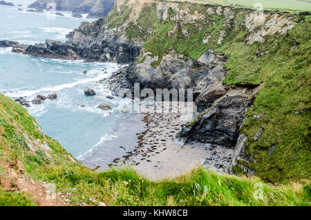 Godrevy bay Cornwall november 2017 - graue Dichtungen auf der geschützten Strand bei Mutton Cove, wo Sie an Land kommen zu mausern und ihre Nahrung Foto digest Stockfoto