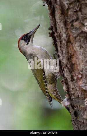 Grünspecht / grünspecht (picus viridis), bis auf einen Baum Stamm, typische Pose, Europa. Stockfoto