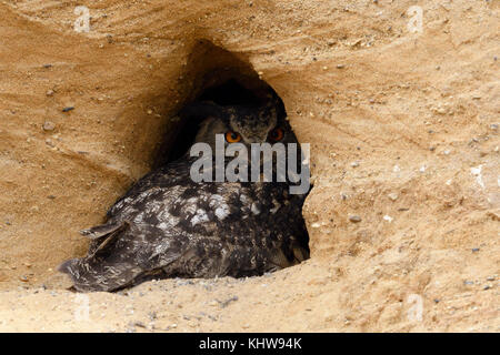 Eurasischer Eseleule / Europäischer Uhu ( Bubo bubo ), Erwachsene, im Eingang seines Nistplatz in einer Sandgrube ausgeruht, Tierwelt, Europa. Stockfoto