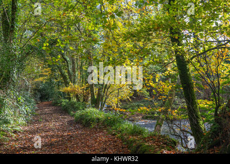 Die cobbly Weise Green Lane neben dem Fluss Avon bei avonwick in South Devon, Großbritannien. Stockfoto