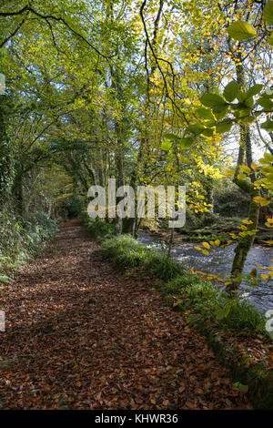 Die cobbly Weise Green Lane neben dem Fluss Avon bei avonwick in South Devon, Großbritannien. Stockfoto