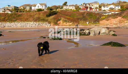 Schwarzer Hund spielt mit Ball am Strand Stockfoto