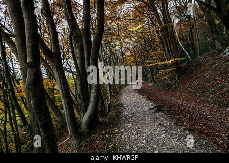 Herbst Farben am leete Pfad, loggerheads Land, Park, in der Nähe der Schimmel Stockfoto