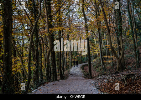 Herbst Farben am leete Pfad, loggerheads Land, Park, in der Nähe der Schimmel Stockfoto