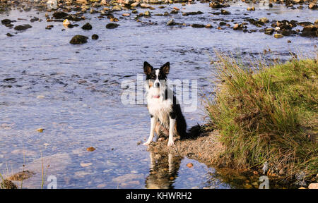 Border Collie Hund spielen in Fluss auf Moorland Stockfoto