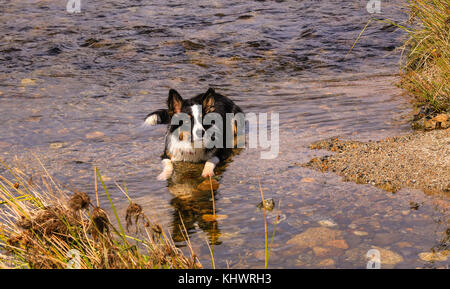 Border Collie Spielen in Fluss Stockfoto