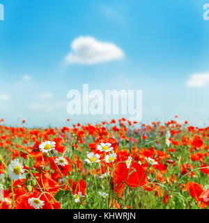 Feld mit mohnblumen und gänseblümchen im Sommer Tag. Soft Focus Stockfoto
