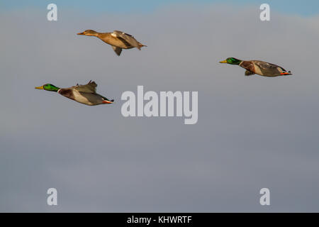 Zwei Männer eine Frau platyrhynchos Stockente (Anus) Vorbereitung mit Flügeln Land breit. Stockfoto