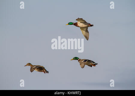 Zwei Männer eine Frau platyrhynchos Stockente (Anus) Vorbereitung mit Flügeln Land breit. Stockfoto