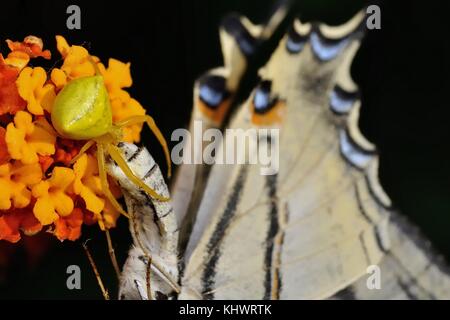 Spider (Thomisus onustus) mit seinem Schmetterling beute Segelfalter (Iphiclides Art). Schwarzer Hintergrund Stockfoto