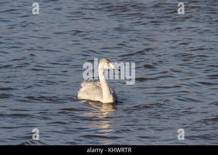 Ein jugendlicher Singschwan (Cygnus Cygnus) Überwinterung ein welney in Norfolk, Großbritannien. Stockfoto