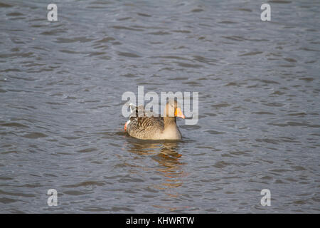 Eine Graugans (Anser anser) Schwimmen in einem See im Herbst. Stockfoto