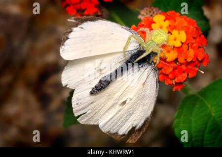 Die Krabbe spider Heriaeus graminicola wth cathed Schmetterling. Grüne crab Spider sitzen auf dem orange Blüte und essen Kohl weiß. Stockfoto