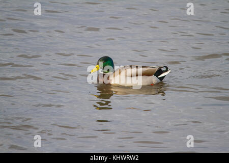 Eine männliche Stockente (Anas platyrhynchos) Schwimmen in einem Pool im Herbst. Stockfoto