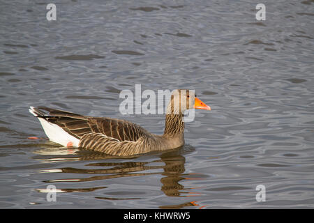 Eine Graugans (Anser anser) Schwimmen in einem See im Herbst. Stockfoto