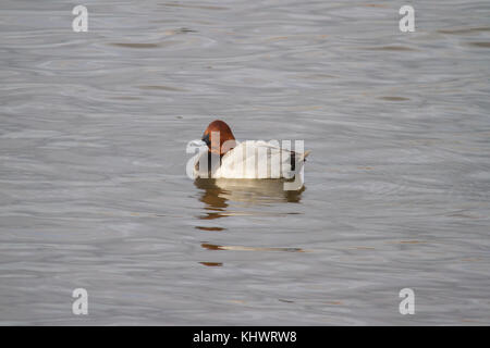 Eine gemeinsame (pochard Aythya ferina) Schwimmen in einem Pool Stockfoto