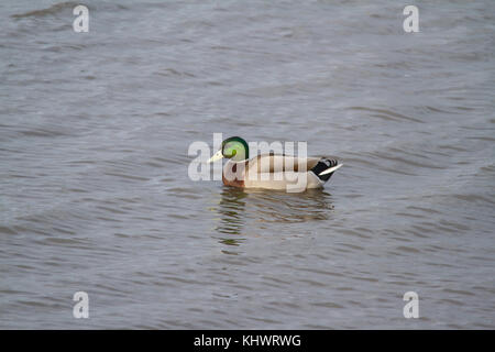 Eine männliche Stockente (Anas platyrhynchos) Schwimmen in einem Pool im Herbst. Stockfoto