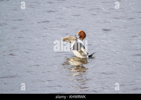 Auch einen erwachsenen Mann eurasischen Pfeifente, wie Pfeifente (mareca Penelope) Stretching seine Flügel auf einem Teich bekannt Stockfoto