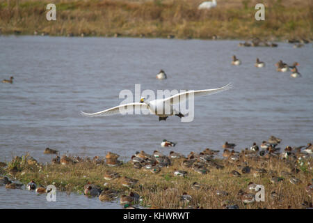 Ein erwachsener Singschwan (Cygnus Cygnus) Ankunft am weley. Stockfoto