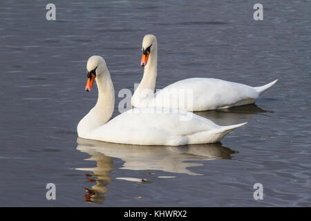 Ein paar Höckerschwäne (Cygnus olor) anmutig zusammen Schwimmen in einem Pool im Herbst. Stockfoto