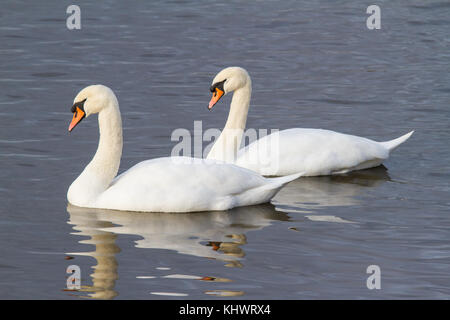 Ein paar Höckerschwäne (Cygnus olor) anmutig zusammen Schwimmen in einem Pool im Herbst. Stockfoto