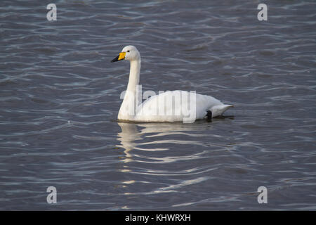 Nach Singschwan (Cygnus Cygnus) Schwimmen in einem Pool im Herbst nach dem Umstieg auf das Vereinigte Königreich. Stockfoto